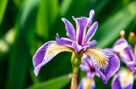 Advance Iris Dataset Analysis and Visualization